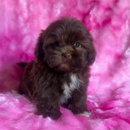 Hershey - Liver and white female Shihpoo puppy in Knoxville, Tennessee from Rocky Top Cavapoos