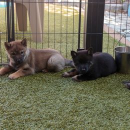 Hokkaido Puppies from Kaiju Kennels