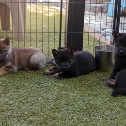 Hokkaido Puppies from Kaiju Kennels