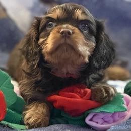 Zuma - Chocolate male Cavalier King Charles Spaniel puppy in Lawton, Oklahoma from Wild Wishes Cavaliers