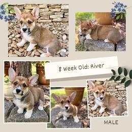 River - Sable male Pembroke Welsh Corgi puppy in Maryville, Tennessee from R & T Farms