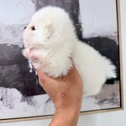 Ivory - White female Pomeranian puppy in Las Vegas, Nevada from PupsByNikki