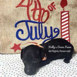 Black Male Smooth Coat Orange Collar - Black male Dachshund puppy in Cleveland, Tennessee from Kelly's Doxie Farm