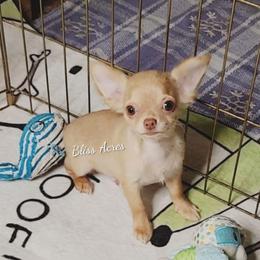 Harrison - Gold and white male Chihuahua puppy in Ponca City, Oklahoma from Bliss Acres Farm