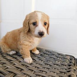 Abby - Cream female Dachshund puppy in Corona, California from M & M Doxies