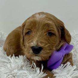 Purple Male - Apricot male Goldendoodle puppy in Great Falls, Montana from Montana Goldendoodles