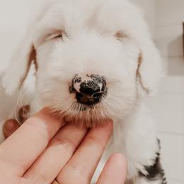 Sheepadoodle Puppies from DOODCompany