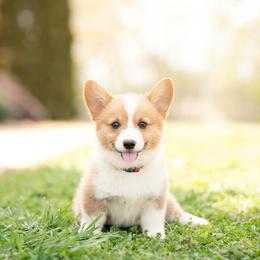 Red collar - Hammy - Red male Pembroke Welsh Corgi puppy in Waverly Hall, Georgia from 6g Ranch Corgis