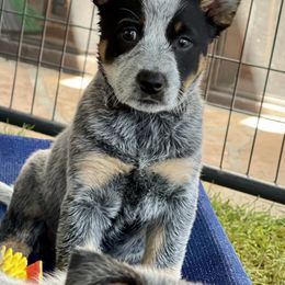 Australian Cattle Dog Puppies from Tin Roof Australian Cattle Dogs