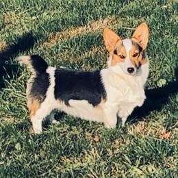 Tiki - Black and tan female American Corgi puppy in Bloomfield, Iowa from Seven B Corgis & Doxies