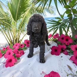 Ruben - Black male Poodle puppy in Port Orange, Florida from Daytona’s Standard Poodles