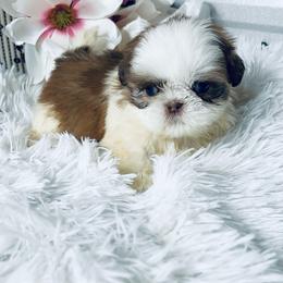 AKC Pearl - Liver and white female Shih Tzu puppy in Elgin, South Carolina from Silver Bells Paw Prints