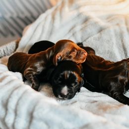 English Cocker Spaniel and German Shepherd Puppies from Ryndal & Co.