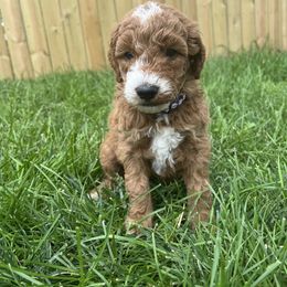 Madison (Purple) - Parti female Goldendoodle puppy in Casper, Wyoming from 307 Doodles
