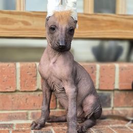 Zeus - Fawn male Xoloitzcuintli puppy in Ethridge, Tennessee from Royalty Reigns Xolos