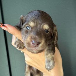 Chocolate boy 1- 3500 - Chocolate and cream male Dachshund puppy in North Branch, Michigan from Monarch Miniature Dachshunds