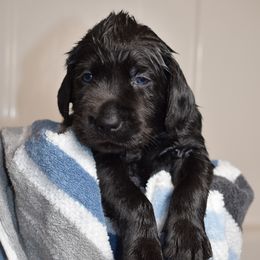 Dilute Retriever Puppies from Wicked Pines Retrievers