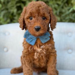 Jagger - Red  male Goldendoodle puppy in Queen Creek, Arizona from Goldendoodle AZ