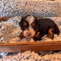 Jo - Tri-color female Bernedoodle puppy in Rose Hill, North Carolina from Red Door Canines