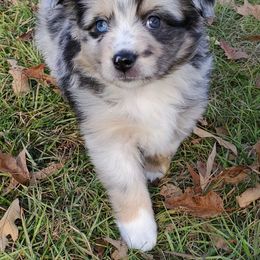 Australian Shepherd, Miniature Australian Shepherd, and Toy Australian Shepherd Puppies from Rumour Has It Aussies