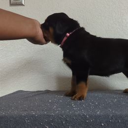Rottweiler Puppies from Galaxia Rottweilers