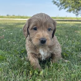 Girl 39 - Apricot female Goldendoodle puppy in West Point, Iowa from Circle A Mini Goldendoodles and Mini Bernedoodles