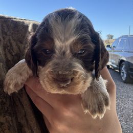 Red - Tri-Roan male English Springer Spaniel puppy in Lincoln, Texas from Lee Co. Springers