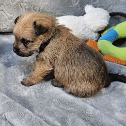 Boy (black) - Red brindle male Cairn Terrier puppy in Lore City, Ohio from Loves Kennel