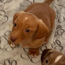 Boy 2 - Red male Dachshund puppy in Sunman, Indiana from Whitney’s Weiners
