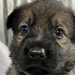 Girl 3 - Sable German Shepherd puppy in Terrell, Texas from Von Brodek Kennels