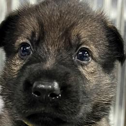 Girl 3 - Sable German Shepherd puppy in Terrell, Texas from Von Brodek Kennels