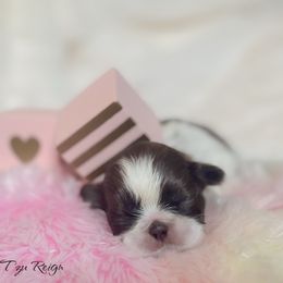 Jenny - Liver and white female Shih Tzu puppy in Kempner, Texas from Shih Tzu Reign