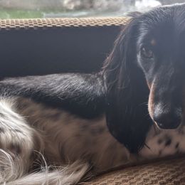 Phoebe - Dachshund