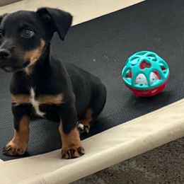 Ringo - White and black male Russell Terrier puppy in Great Falls, Montana from VS Golden Fields