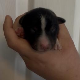 Ringo - Black tri male Miniature Australian Shepherd puppy in North Lakeport, California from Wild Rose Ranch