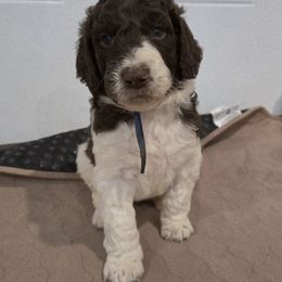 Graham - male Newfypoo puppy in Mckenzie, Tennessee from Small Town Doodles & Poodles