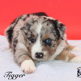Tigger - Blue merle male Miniature Australian Shepherd puppy in Weeki Wachee, Florida from Arlington's Mini Aussies