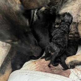 German Shepherd Puppies from Brooks High Quality Breeders
