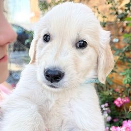 Girl 3 (Lilly) - Light golden female Golden Retriever puppy in Murfreesboro, Tennessee from ATW Retrievers
