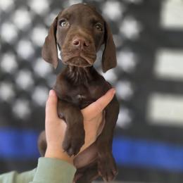 Copper Solid Liver - Liver male German Shorthaired Pointer puppy in Banning, California from ⭐🦆 So Cal on Point GSP'S🇺🇲🇩🇪 lg