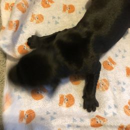 Miniature Schnauzer and Poodle Puppies from Bits & Bytes Farm