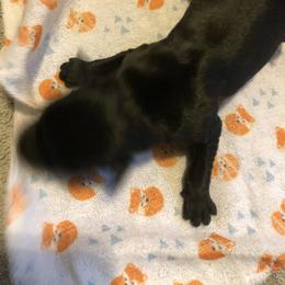 Miniature Schnauzer and Poodle Puppies from Bits & Bytes Farm