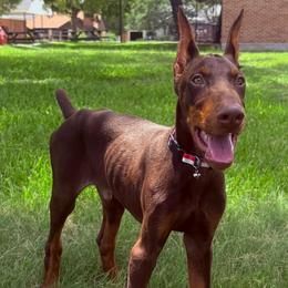 Boy 3 - Red and rust male Doberman Pinscher puppy in Elgin, Texas from New Horizons Kennels