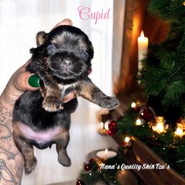 Cupid - Red and tan female Shih Tzu puppy in Sacramento, California from NANA’S  QUALITY SHIH TZU'S
