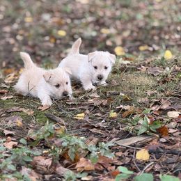 Scottish Terrier Puppies from Amy Collini