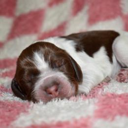 Tennessee - Liver white and tan female English Springer Spaniel puppy in Chapmansboro, Tennessee from Balthrop Bend Farms