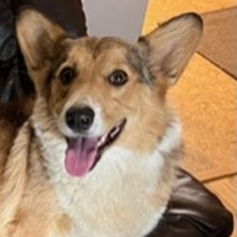 Pansy - Pembroke Welsh Corgi