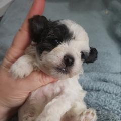 Bich-poo, Mal-Shi, Old English Sheepdog, and Poodle Puppies from Sweetest Puppy 4 Me