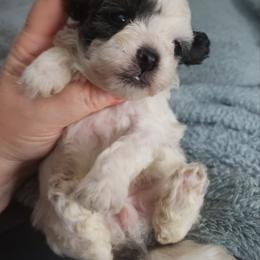 Bich-poo, Mal-Shi, Old English Sheepdog, and Poodle Puppies from Sweetest Puppy 4 Me