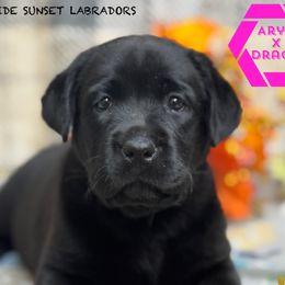 Pink collar - Black female Labrador Retriever puppy in Beaverdam, Virginia from Riverside Sunset Labrador Retrievers